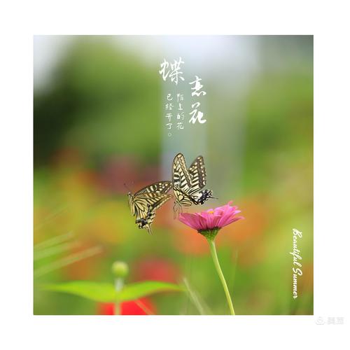 两只蝴蝶花上飞