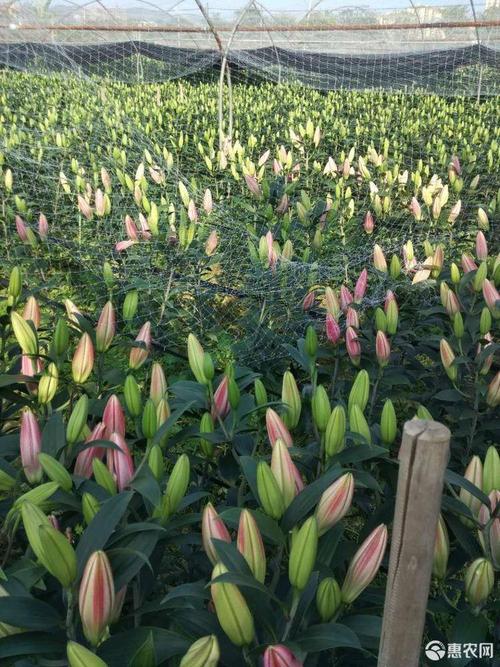 广州百合花种植基鲜花现货地头现采现发,寻求老板前来洽谈合作