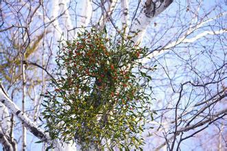 冻青:别名槲寄生,北寄生,冬青,桑寄生,柳寄生,黄寄生,寄生子.