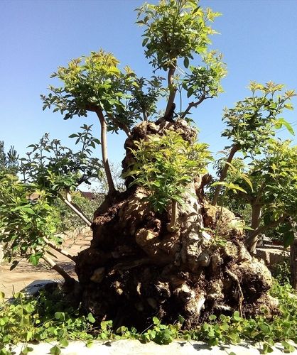 荆棵盆景李春晓