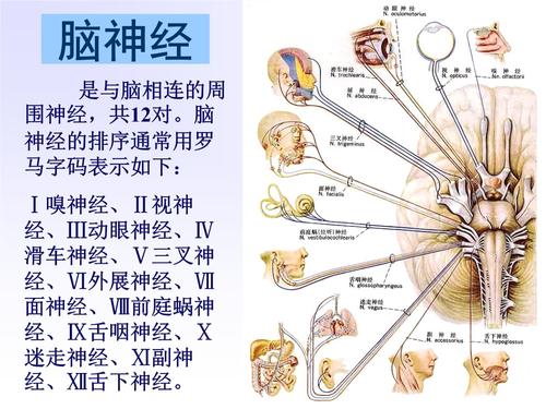 12对脑神经及内脏神经系统.pptx