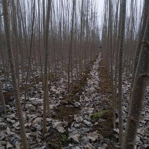 山东省济南市莱芜区 出售大量杨树苗,成活率高,优质量大,欢迎咨询