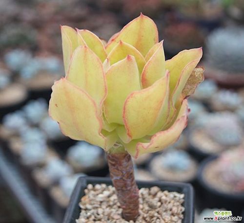 柠檬卷 多肉植物