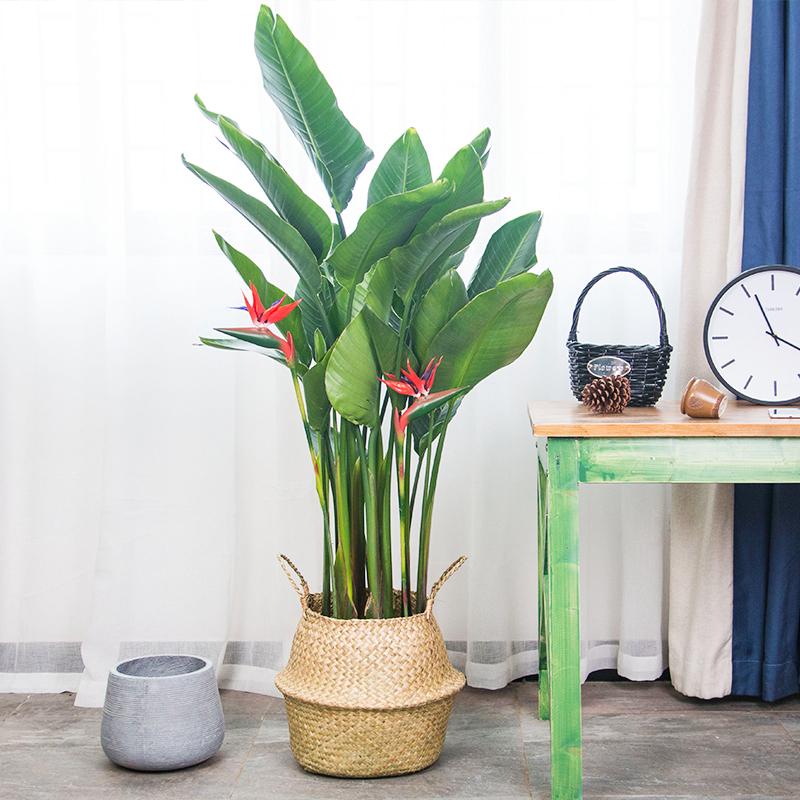 鹤望兰天堂鸟客厅望鹤兰大叶室内盆栽四季常青植物净化空气