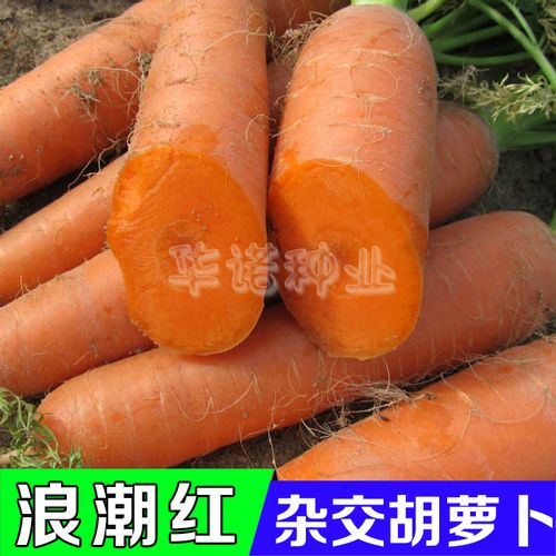 进口杂交胡萝卜种子浪潮红胡萝卜种子红萝卜八寸参萝卜 夏秋种植