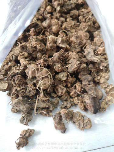 鬼臼哪里有卖的 鬼臼,爵犀,马目毒公,九臼,天臼批发