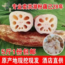 洪湖莲藕新鲜包邮老涂家湖北粉藕特产煲汤糯米粉糯带泥现挖5斤