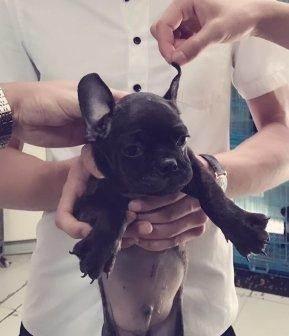 家养一只虎斑法斗幼犬,耳朵半立了