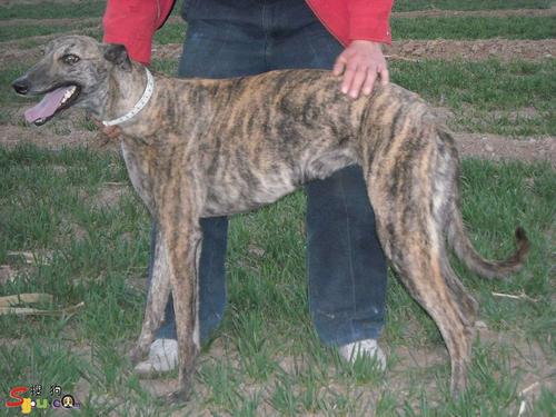 格力犬~清晰照片!