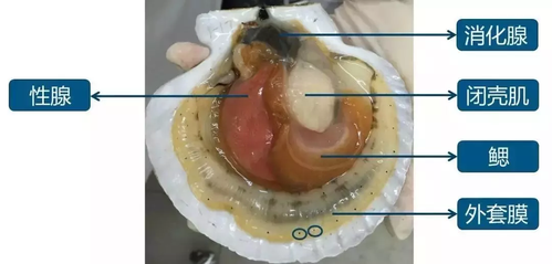 要么是里面月牙形状或白或黄的那一条(这是人家的生殖腺);要么是中间