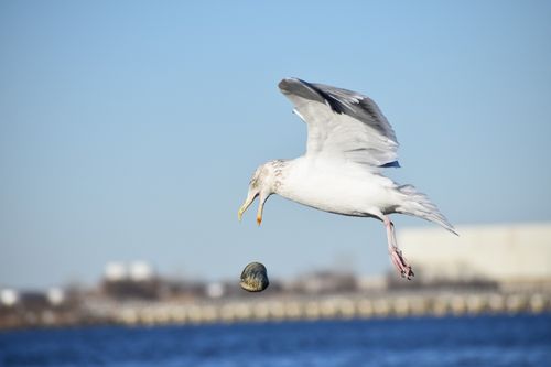 聪明的海鸥