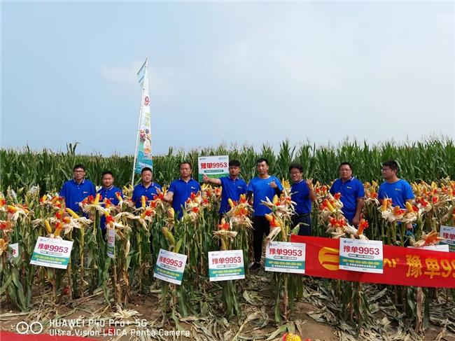 富吉泰519,富尔5152,郑单1102等品种的大田表现;营销中心副总经理