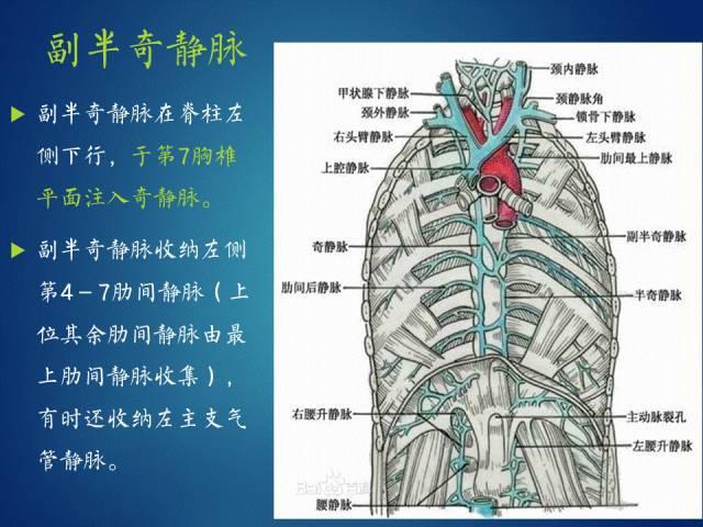 轻松记住奇静脉半奇静脉副半奇静脉奇裂奇叶