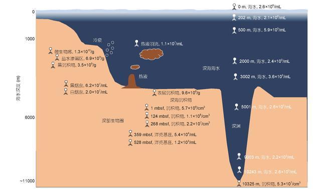 海洋微生物不会同意,原来病毒