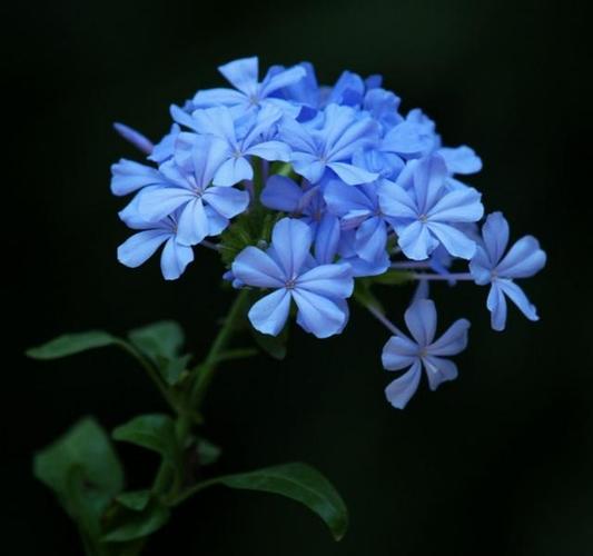 这盆开冷色调的花,越晒开得越热烈,陪你度过整个夏天