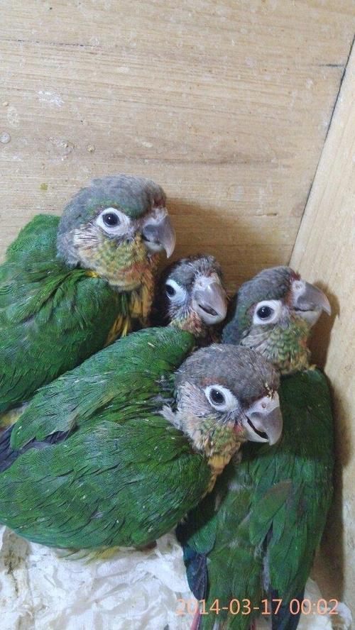 手养 亲人 技能 幼鸟 小太阳鹦鹉