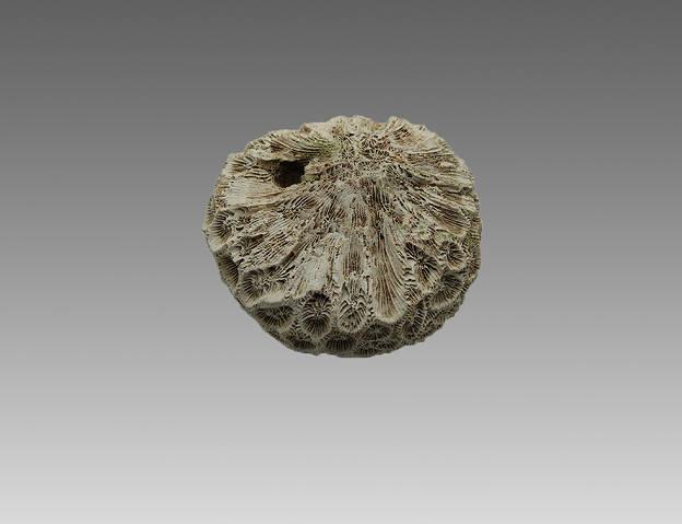 海洋生物化石之珊瑚