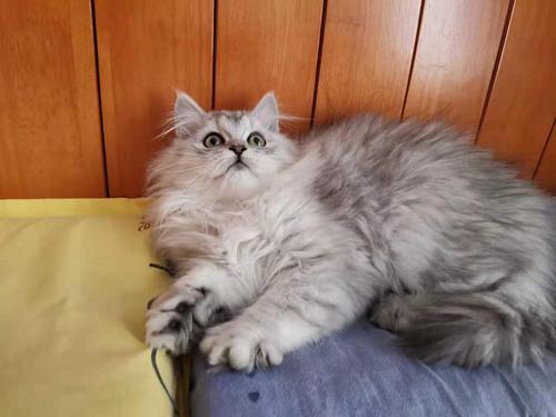 广州英短渐层起司猫爆毛长毛渐层找新家呀