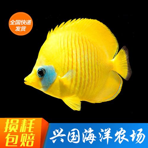皇后神仙活体海水大型皇帝神仙海观赏宠物快递包活鱼