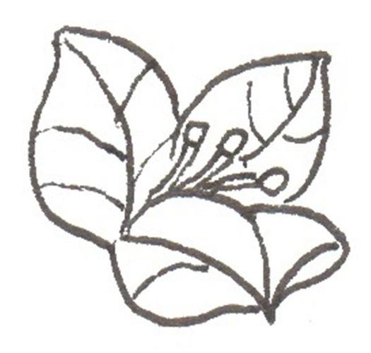 三角梅的简笔画怎么画三角梅的简笔画好看