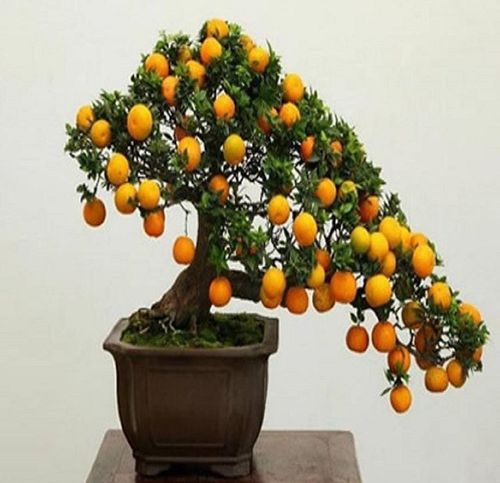 此3种果子,都是"维c之王",1年挂果100个,高手能养成"盆景"