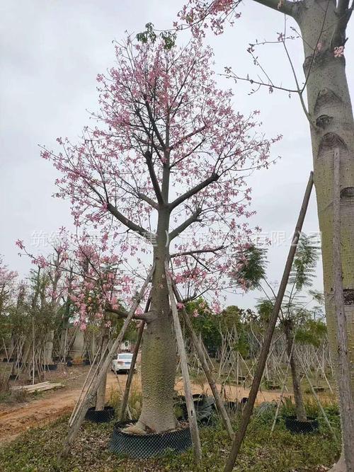 大腹木棉价格 美人树批发 美丽异木棉 大肚美丽异木棉