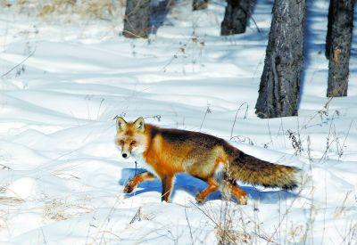 道路旁,一只狐狸在积雪中寻找食物.