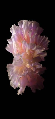 originos内置手机壁纸