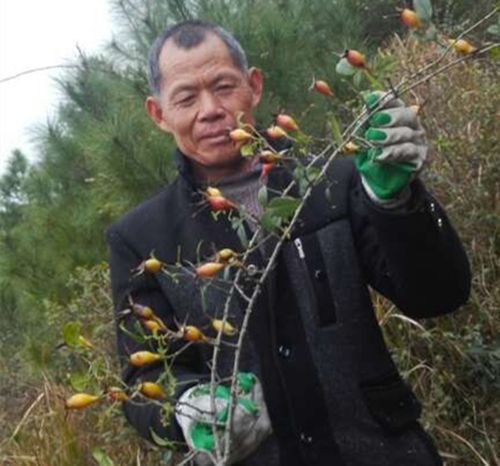 吉庆金樱子野生金樱子干金樱子刺梨子金樱子膏中药材