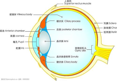 眼球结构图图片