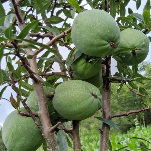 5斤包邮云南临沧酸木瓜云县野生红花木瓜新鲜酸脆水果炖鸡泡酒