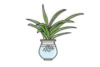               金心吊兰盆栽简笔