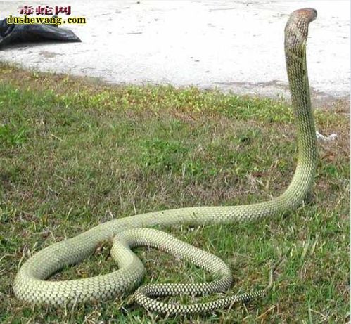 可怜的菜花蛇要成为盘中餐了眼镜王蛇霸气的直立期头来眼镜王蛇直立期