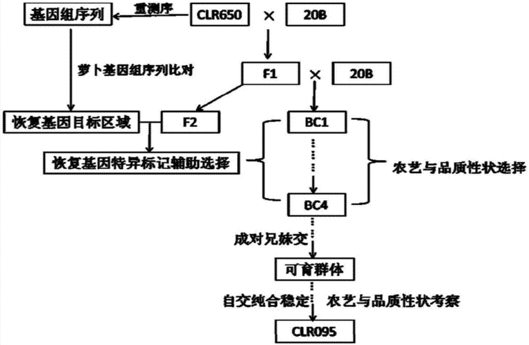 一种甘蓝型油菜萝卜细胞质不育恢复系的选育方法及在甘蓝型油菜育种上