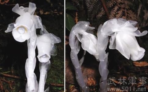 四川发现冥界之花 形如"豌豆射手"又称死亡之花