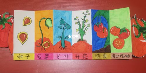 西红柿生长过程_西红柿_美术_文化_绘画