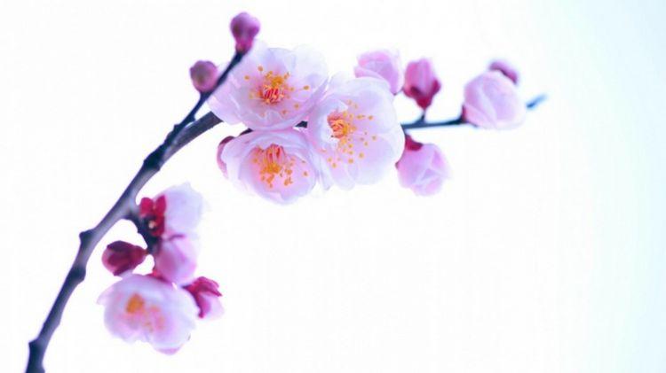 唯美漂亮的桃花花卉壁纸图片大全分享!