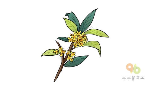 桂花简笔画图片,花朵简笔画图片大全,怎么画花朵,花朵简笔画彩色