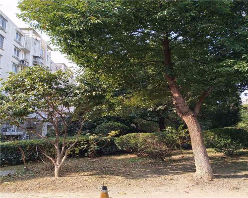 蓝天花园(东区),星园路,近星湖南路-常州蓝天花园(东区)二手房,租房