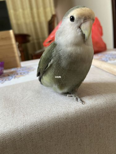 牡丹鹦鹉为何单脚站立