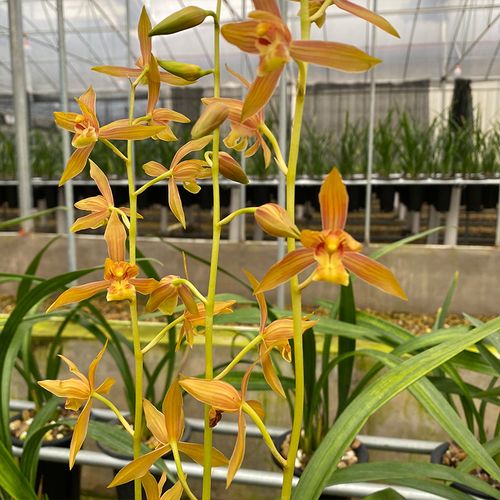 兰花花苗瑶琳胭脂墨兰品色超级出架高端橙色花卉