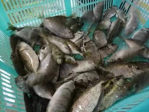 靓噶海水,就连沙白都好吃到怀疑人生 杂鱼仔们,睇到个样,食家自然就懂