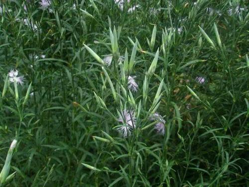 释草》里说"大菊,蘧麦"郝义行义疏:"《系传》云:"今谓之瞿麦,又名句麦