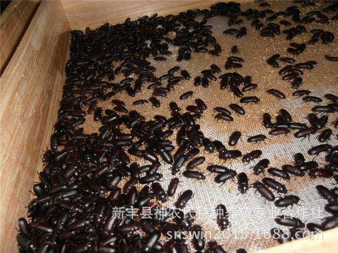 黄粉虫种苗 农村合作养殖项目 广州黄粉虫养殖基地提供种虫技术
