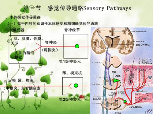 神经系统的传导通路