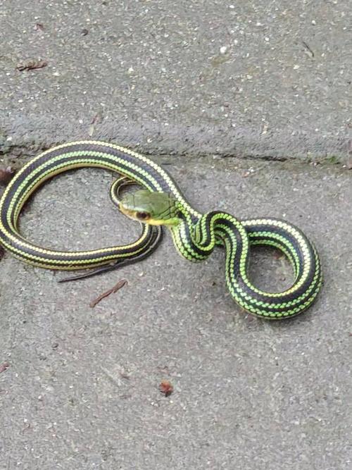 三角形的头,颜色鲜艳,黑绿相间,请问这是什么蛇?