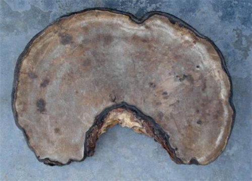 巨型灵芝的市场交易如何
