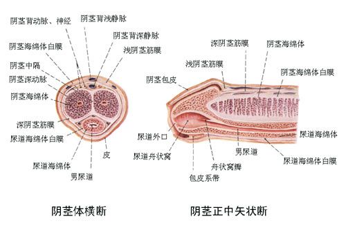 并且还会存在于包皮内部,通过 a target="_blank" href="/item/冠状沟
