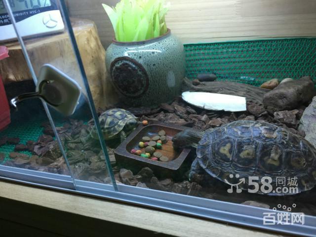 出售乌龟,油彩木纹龟,半水龟