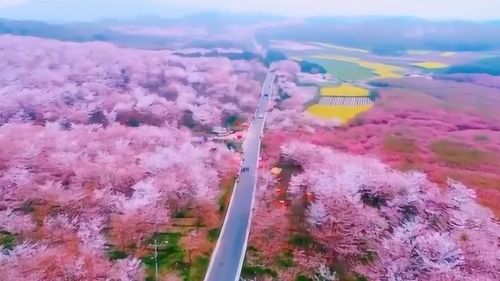 世界最大的樱花基地,在中国不在日本,漫天粉色惊艳世界!